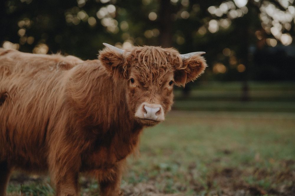 Highland cattle with long shaggy brown fur grazing in a pastoral field during autumn.
