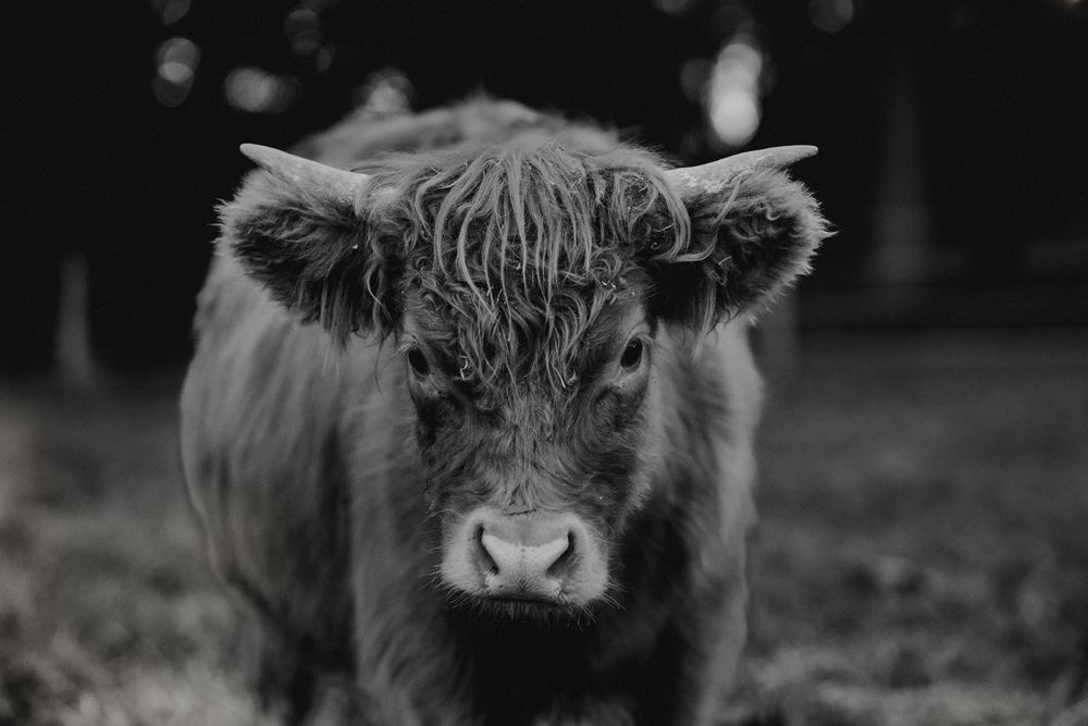Close-up portrait of a Highland cow's face showing its distinctive long horns and fluffy fur.