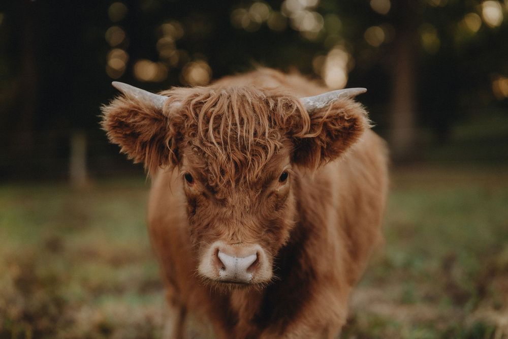 Young Highland cattle with reddish-brown fur standing in a grassy field.