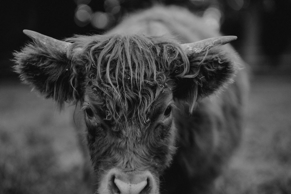 Black and white photograph of a Highland cow's face with prominent horns and shaggy coat.