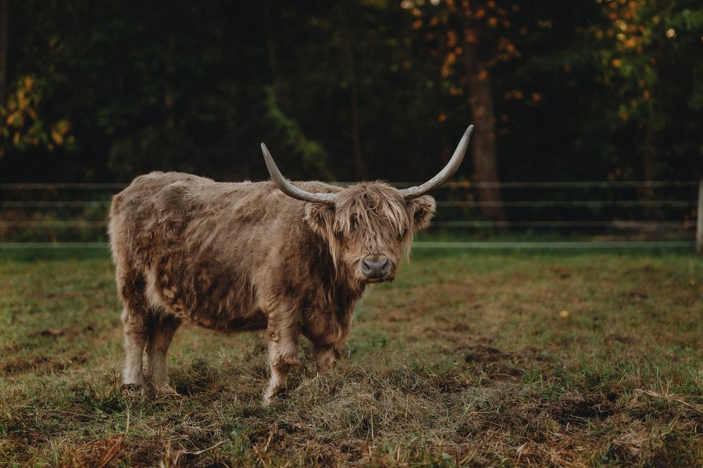 Three Highland cattle grazing in a fenced pasture during fall season.