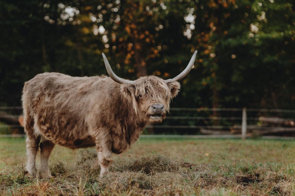 Highland cattle herd standing in line across an autumn pasture.