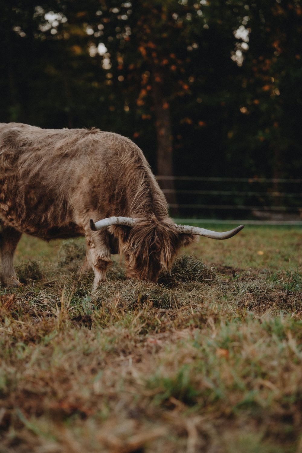 Highland cattle walking through tall grass in golden evening light.