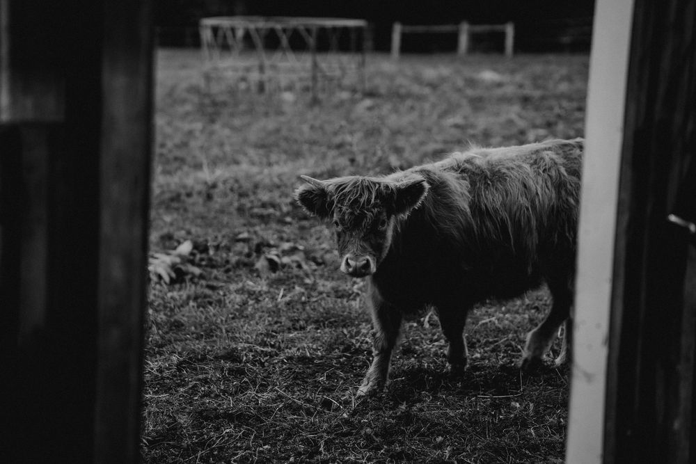 Highland cattle silhouetted against fence posts in moody lighting.