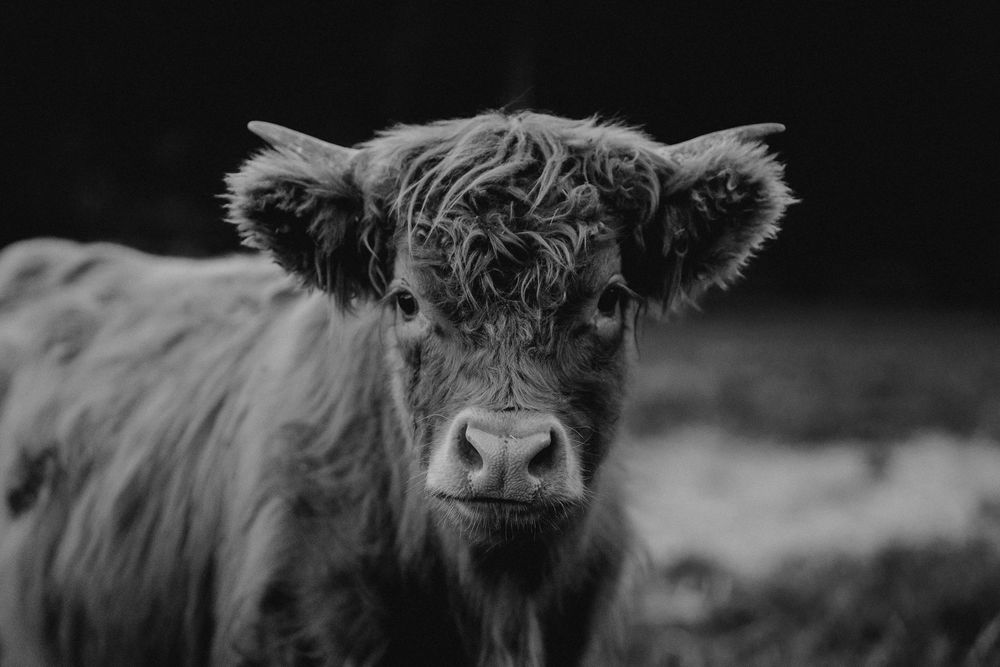 Dramatic black and white close-up of a Highland cow's face and horns.