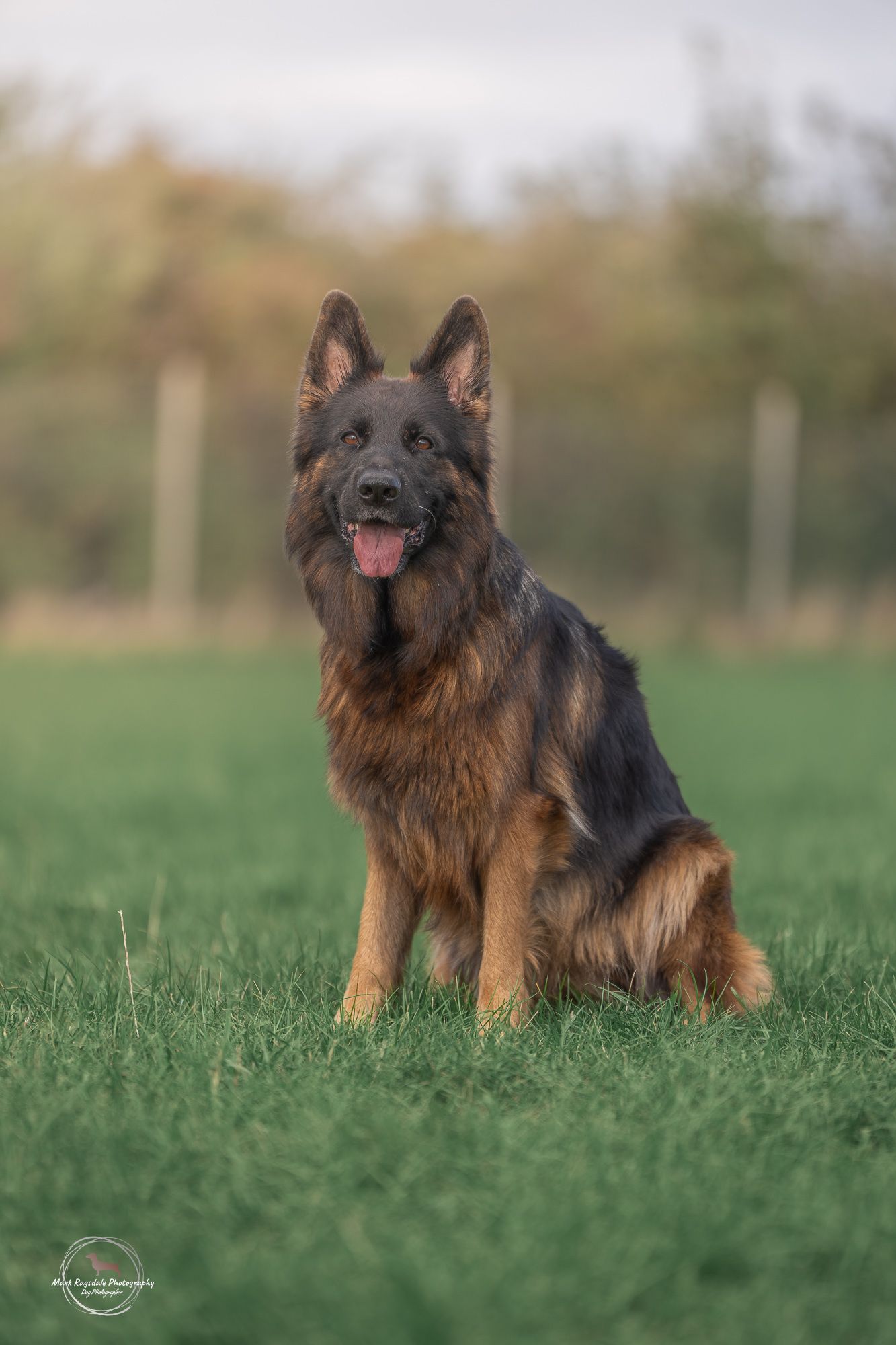 A German Shepherd dog sits alertly in a green field with a happy expression and perked up ears.