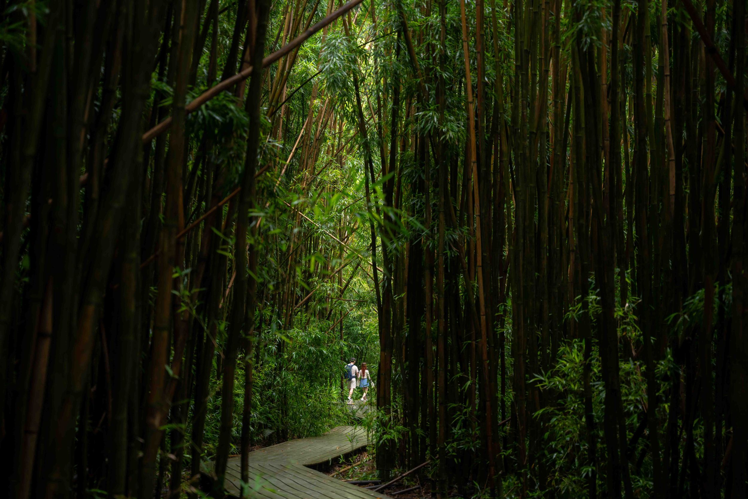 Proposal engagement couple jungle photo on Maui Hawaii
