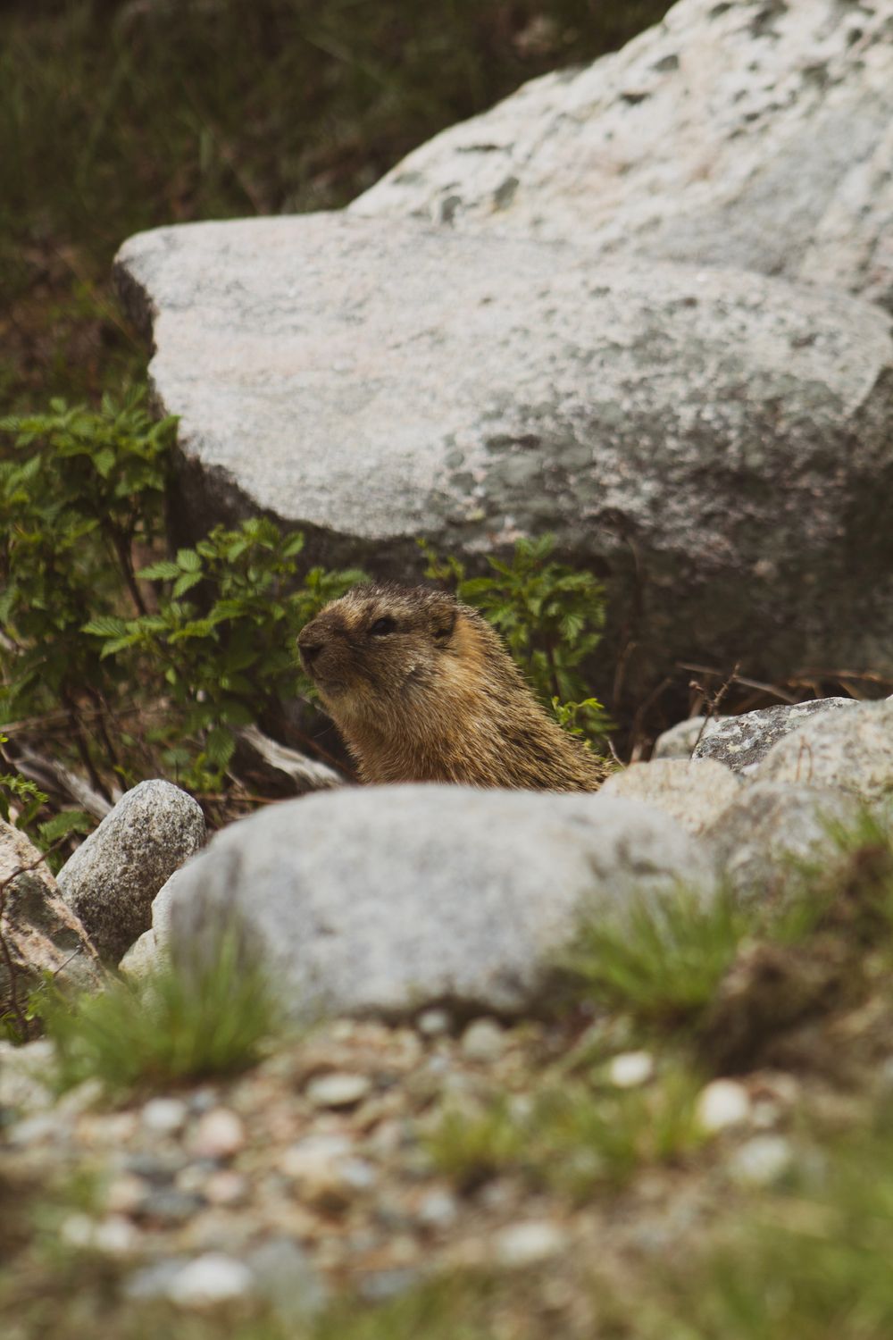 Marmot peeking out from behind rocky outcrop in mountain habitat.