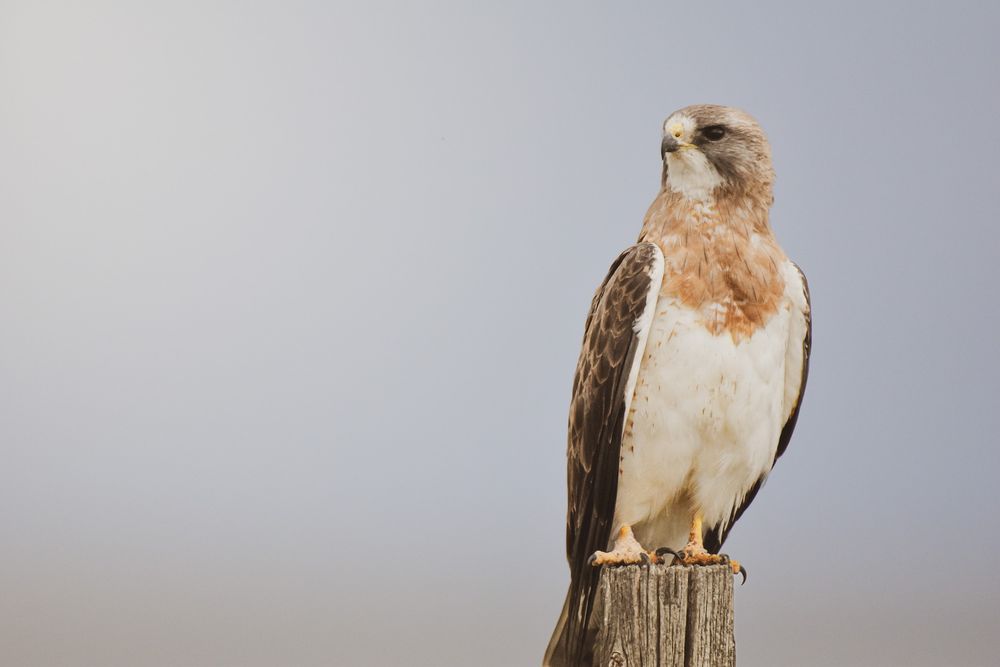 Swainson's hawk perched on wooden post against pale blue sky.
