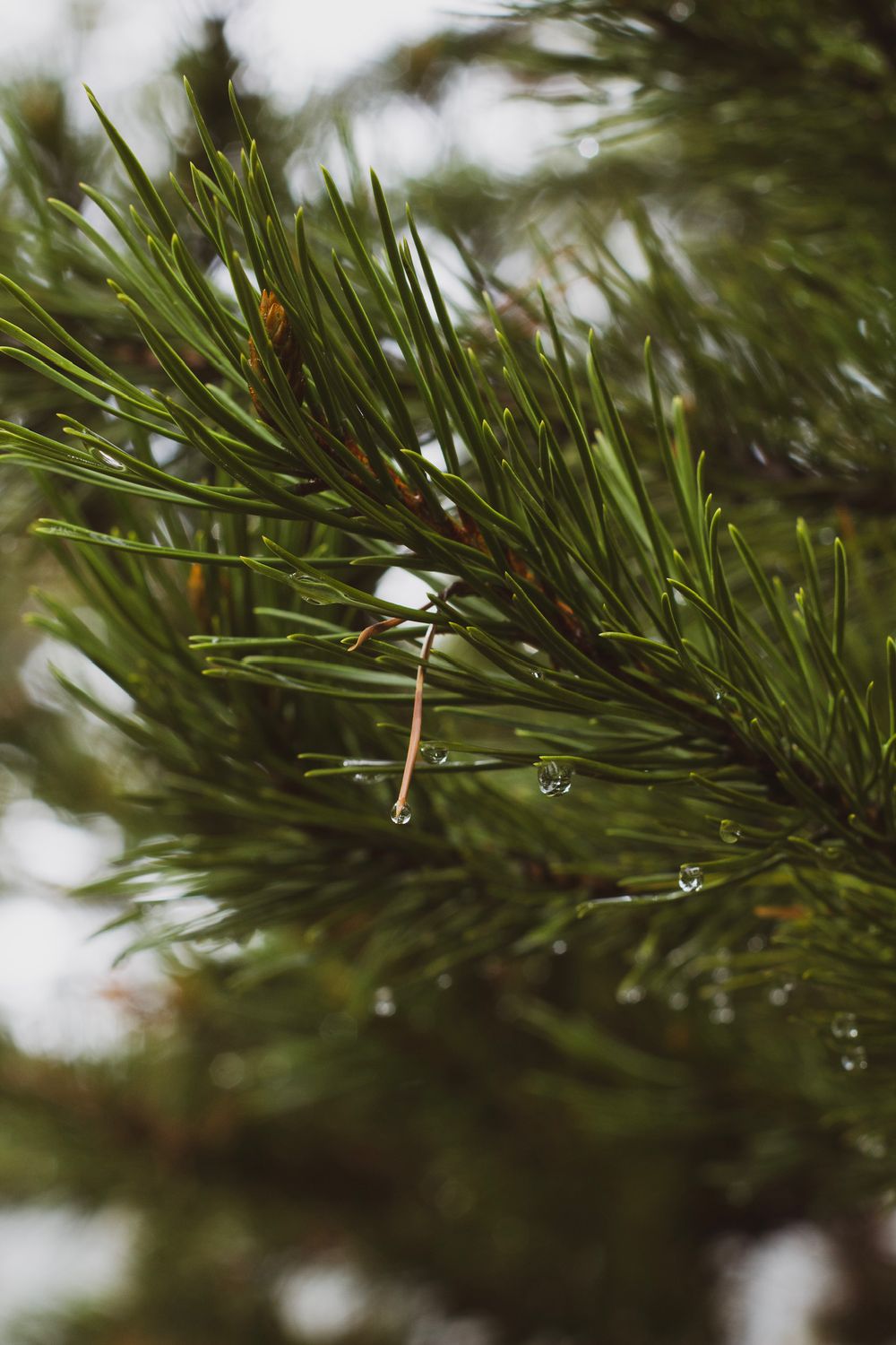 Close-up macro shot of pine needles with water droplets in natural light.