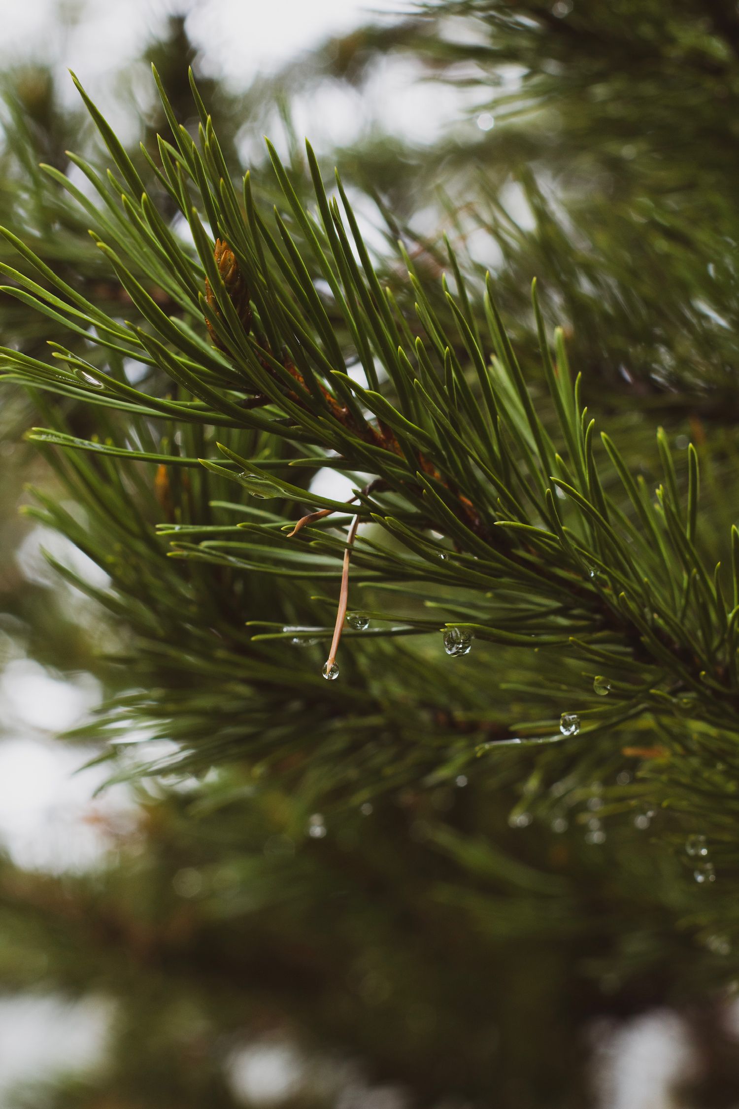 Close-up macro shot of pine needles with water droplets in natural light.