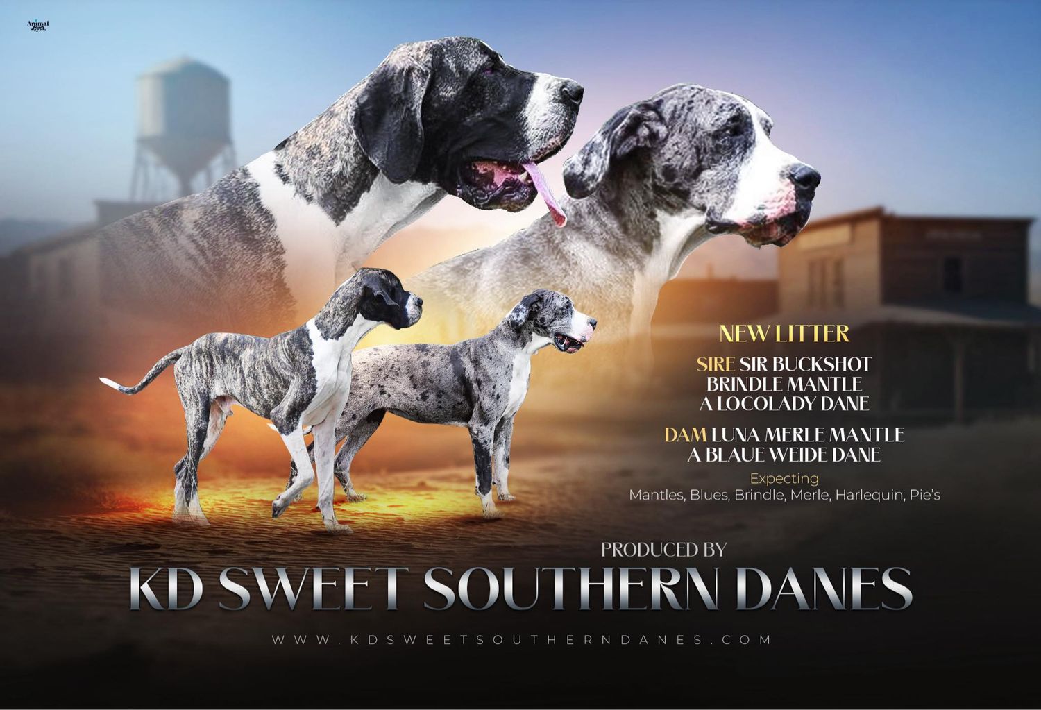 Great Dane dog poses majestically against sunset backdrop in artistic photo series.