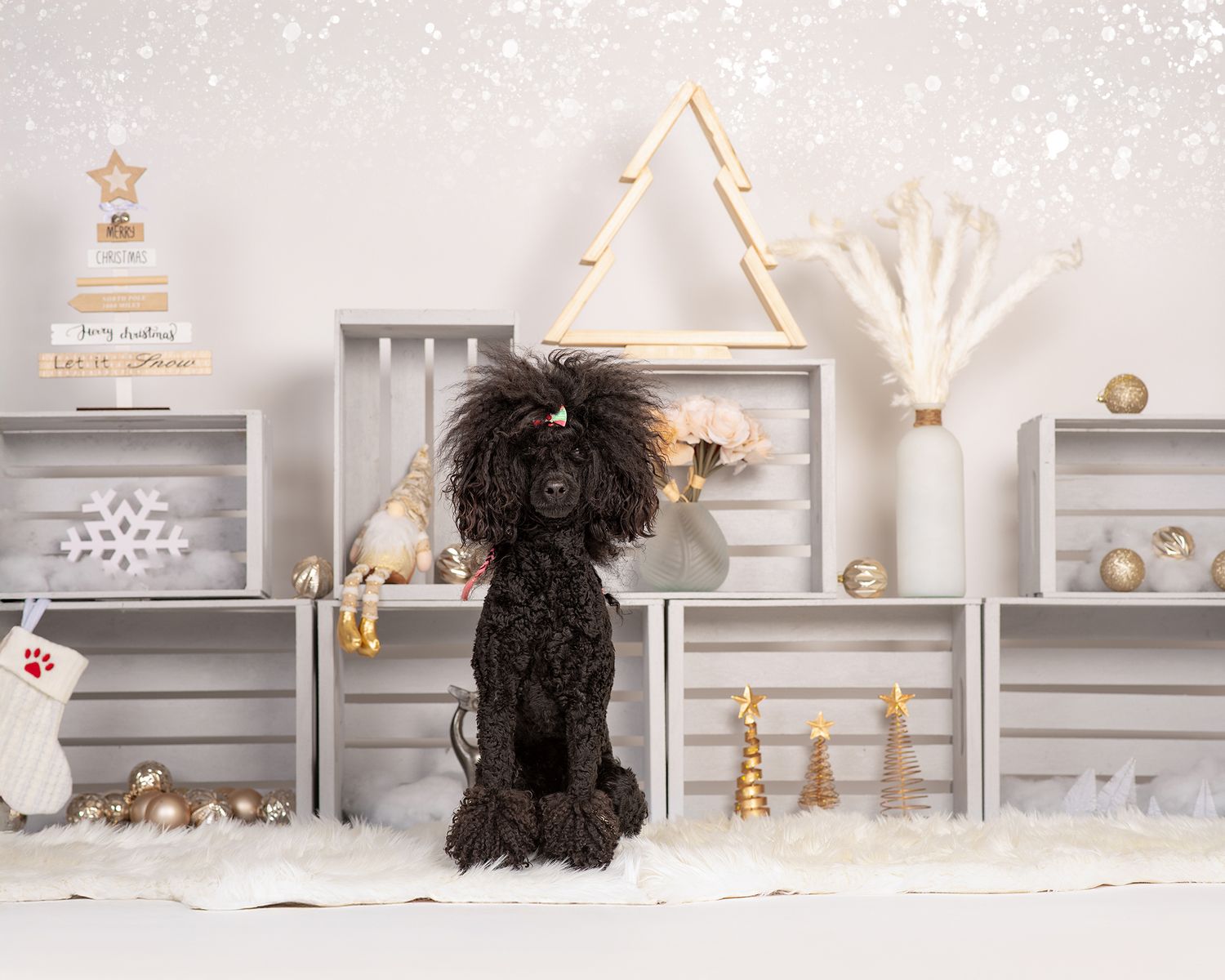 Dog Portrait of a poodle in an adorable christmas setting, Red Deer Alberta Photographer