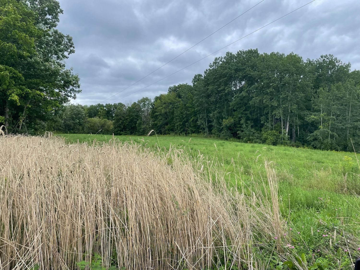 Panoramic view of a golden wheat field with dense forest and cloudy sky in the background.