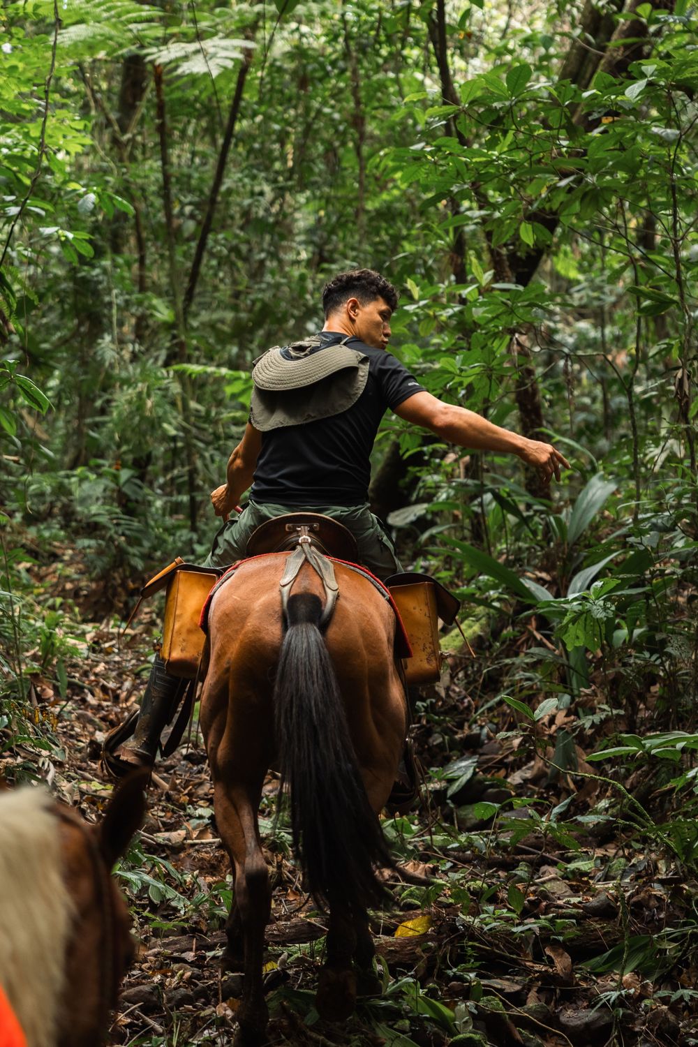 Horseback riding through lush green jungle trails on a brown horse.