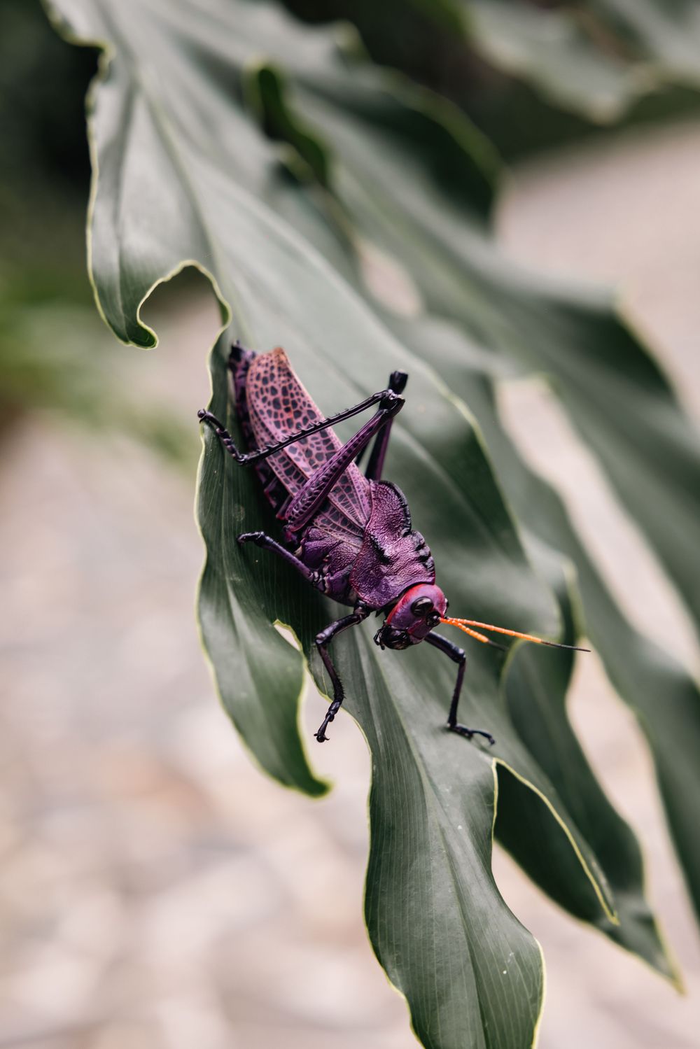 Purple grasshopper perched on a green leaf in macro photography.