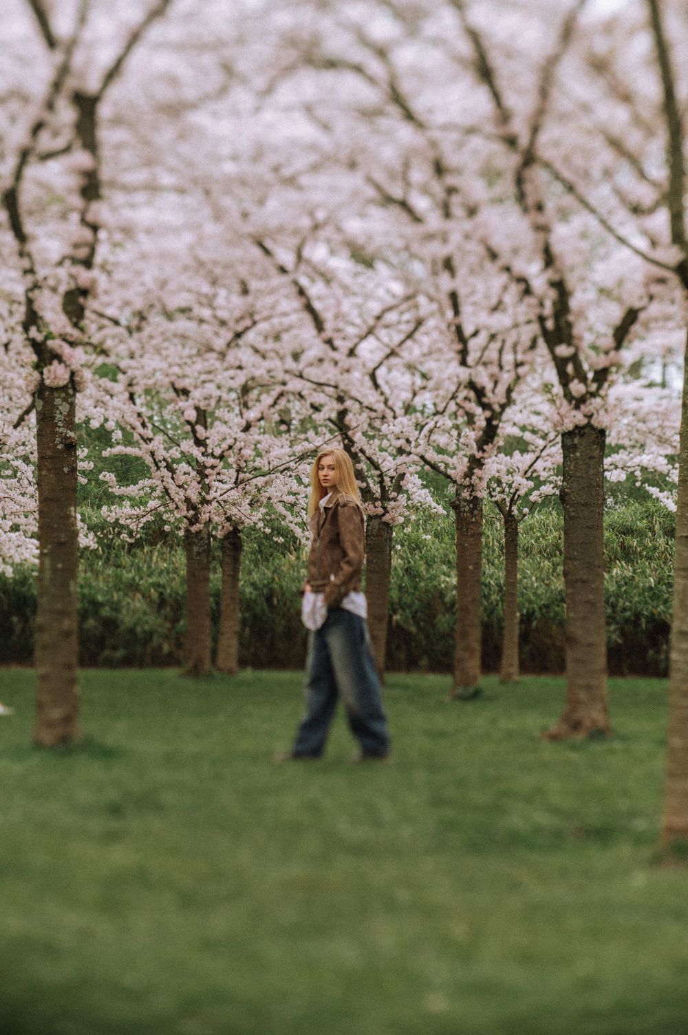 Person moving gracefully through blooming cherry blossom orchard.