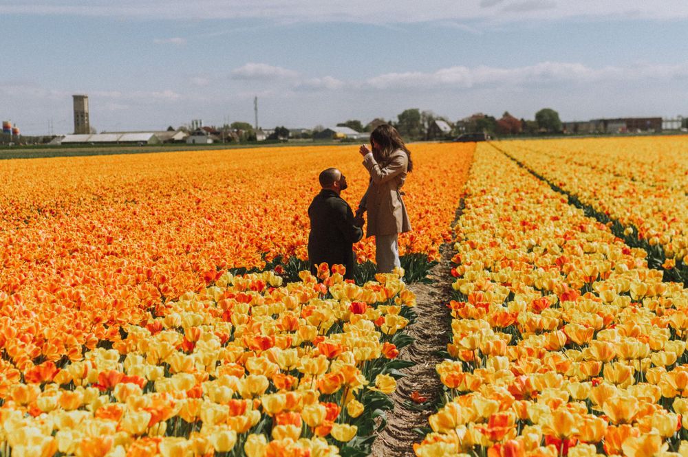 People walking through vibrant orange tulip fields under blue sky.