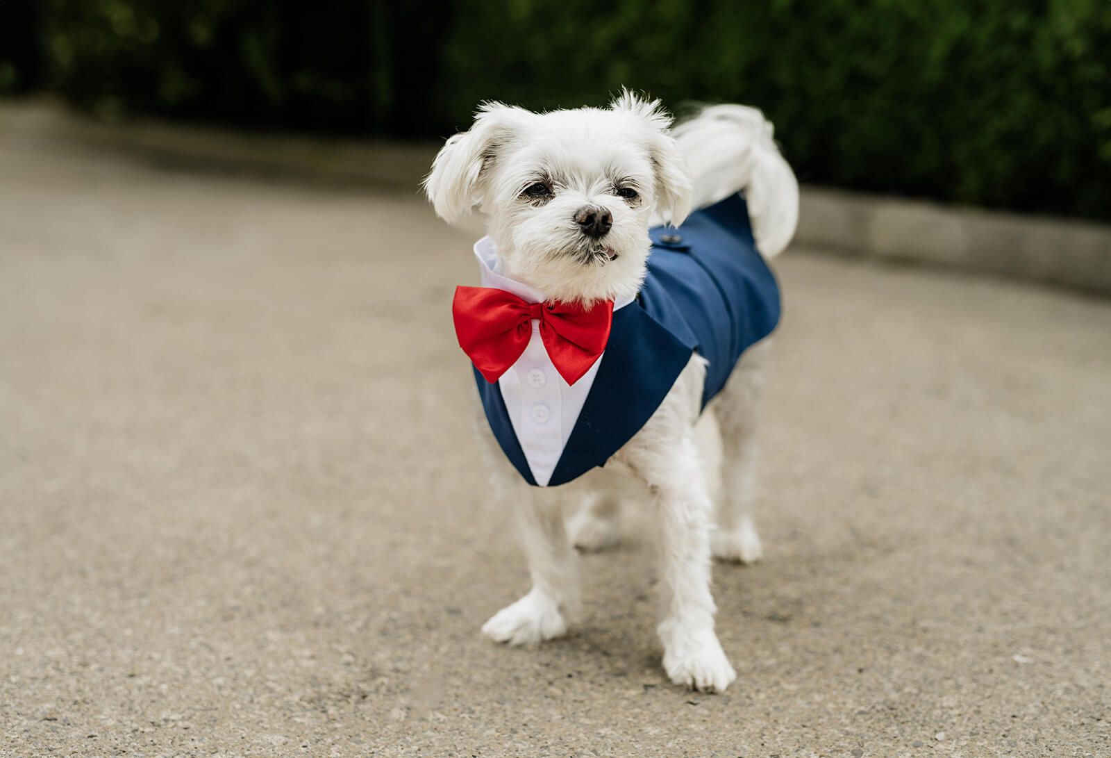 A small white dog wearing a formal navy suit with red bowtie poses on concrete.