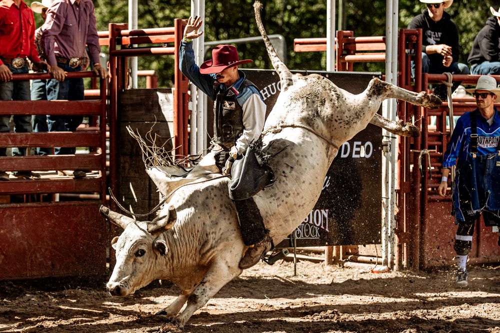A bull rider holds on tight as the animal bucks and twists during an intense rodeo performance.
