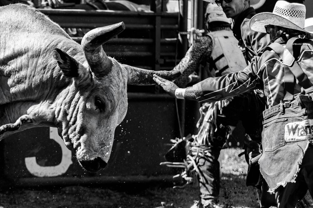 Professional bull rider attempts to stay mounted on a bucking bull during an intense rodeo competition.