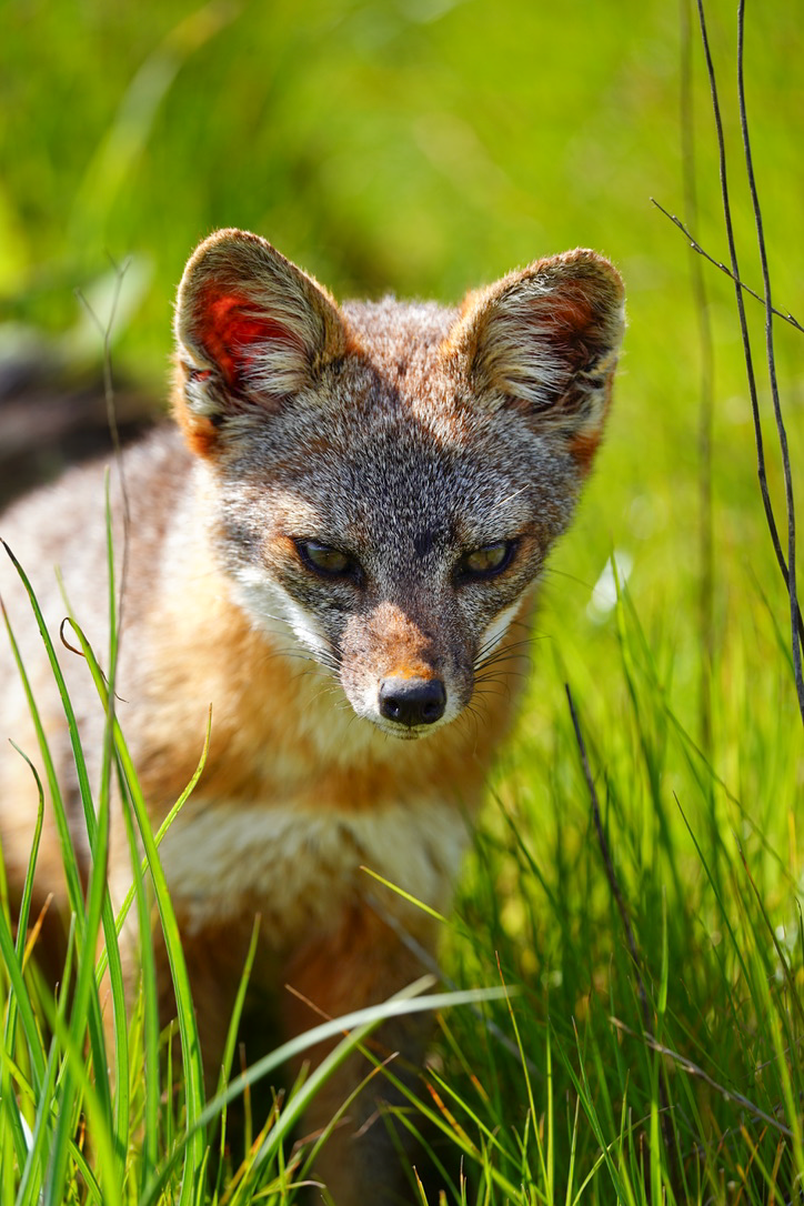 Santa Cruz Island Fox with reddish-brown fur peeking through coastal brush in Ventura, looking curious and alert.