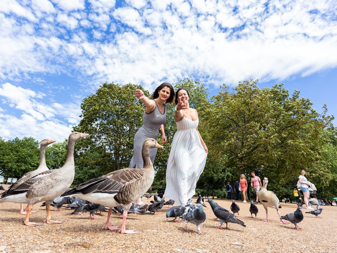 Two brides share joyful moment with geese and pigeons in park under beautiful cloudy sky.