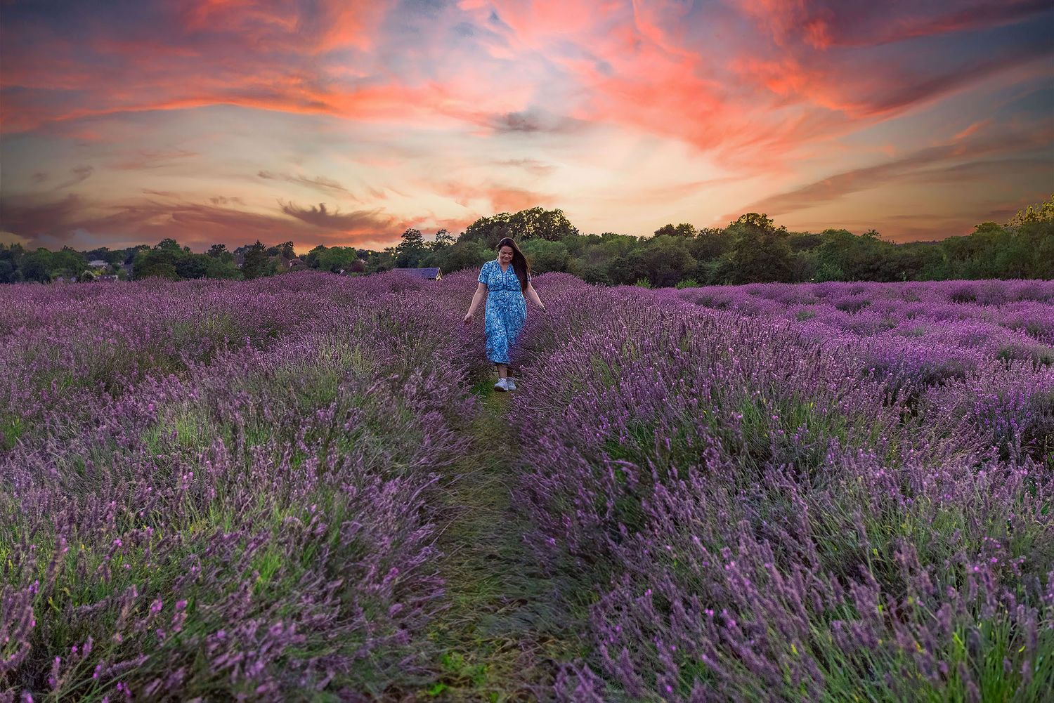 A person in blue walks between rows of vibrant purple lavender flowers under a dramatic pink and orange sunset sky.