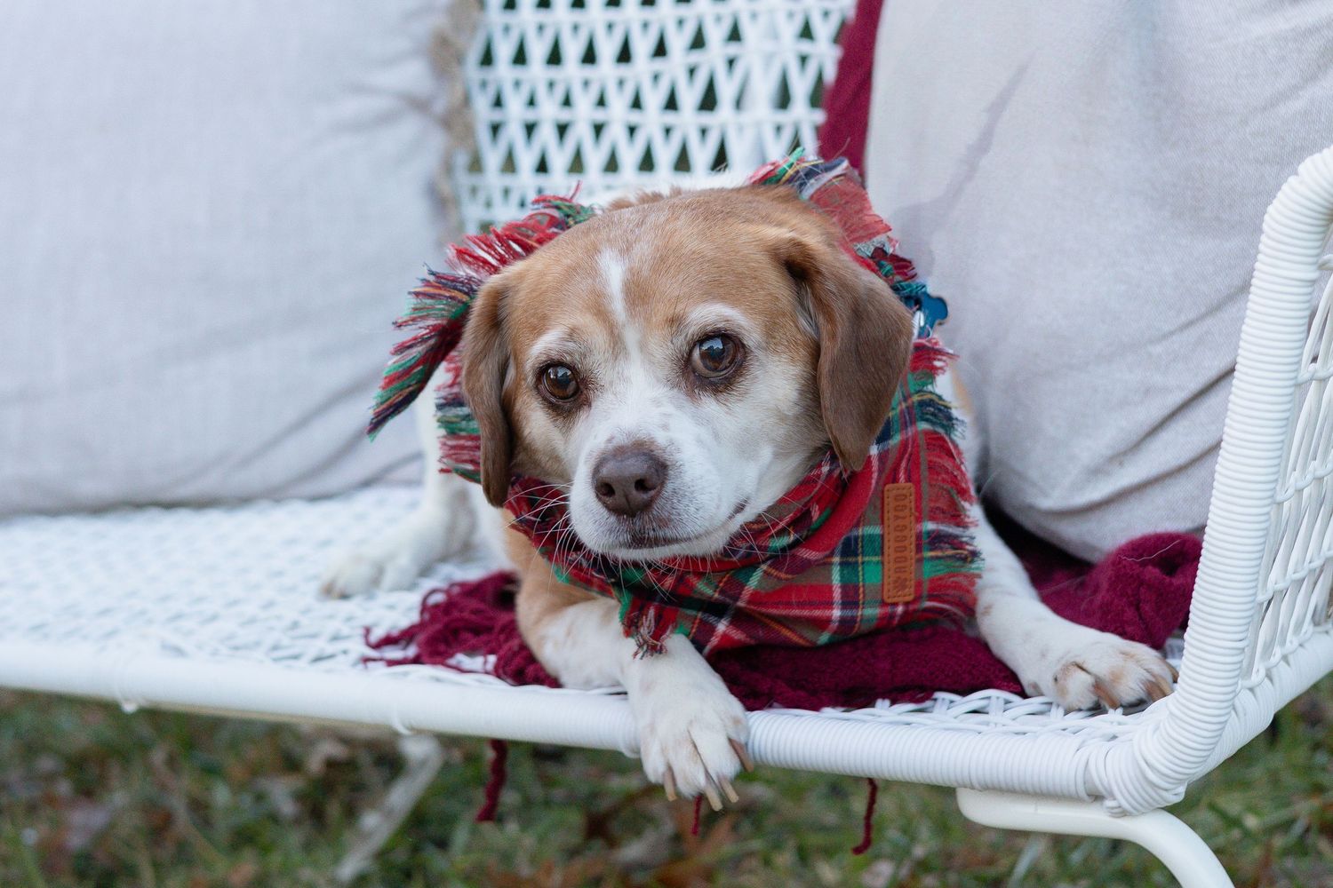 Springfield, IL Photographer captures a puppy laying on a bench during a family session in Central, IL.