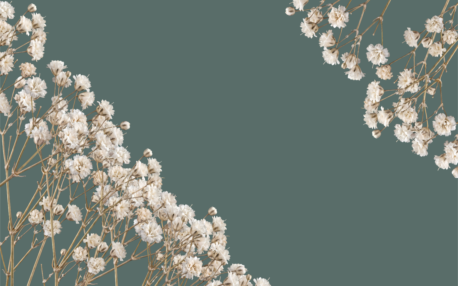Elegant teal background decorated with delicate white dried baby's breath flowers in corners.