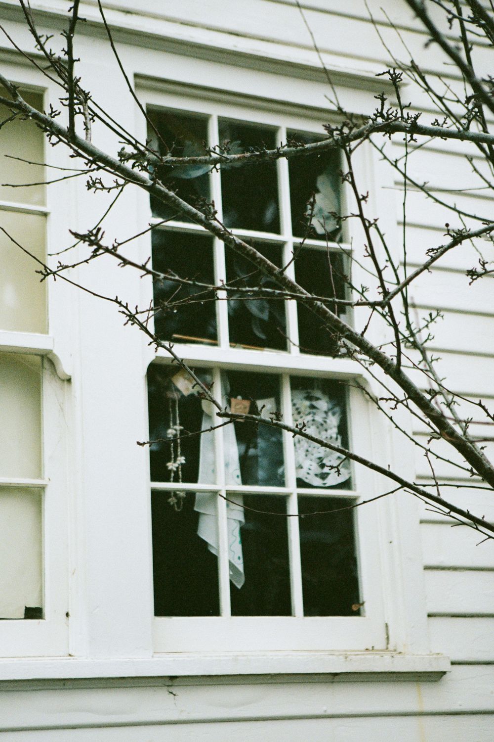 A white sash window frame on a traditional clapboard house with bare branches in the foreground.