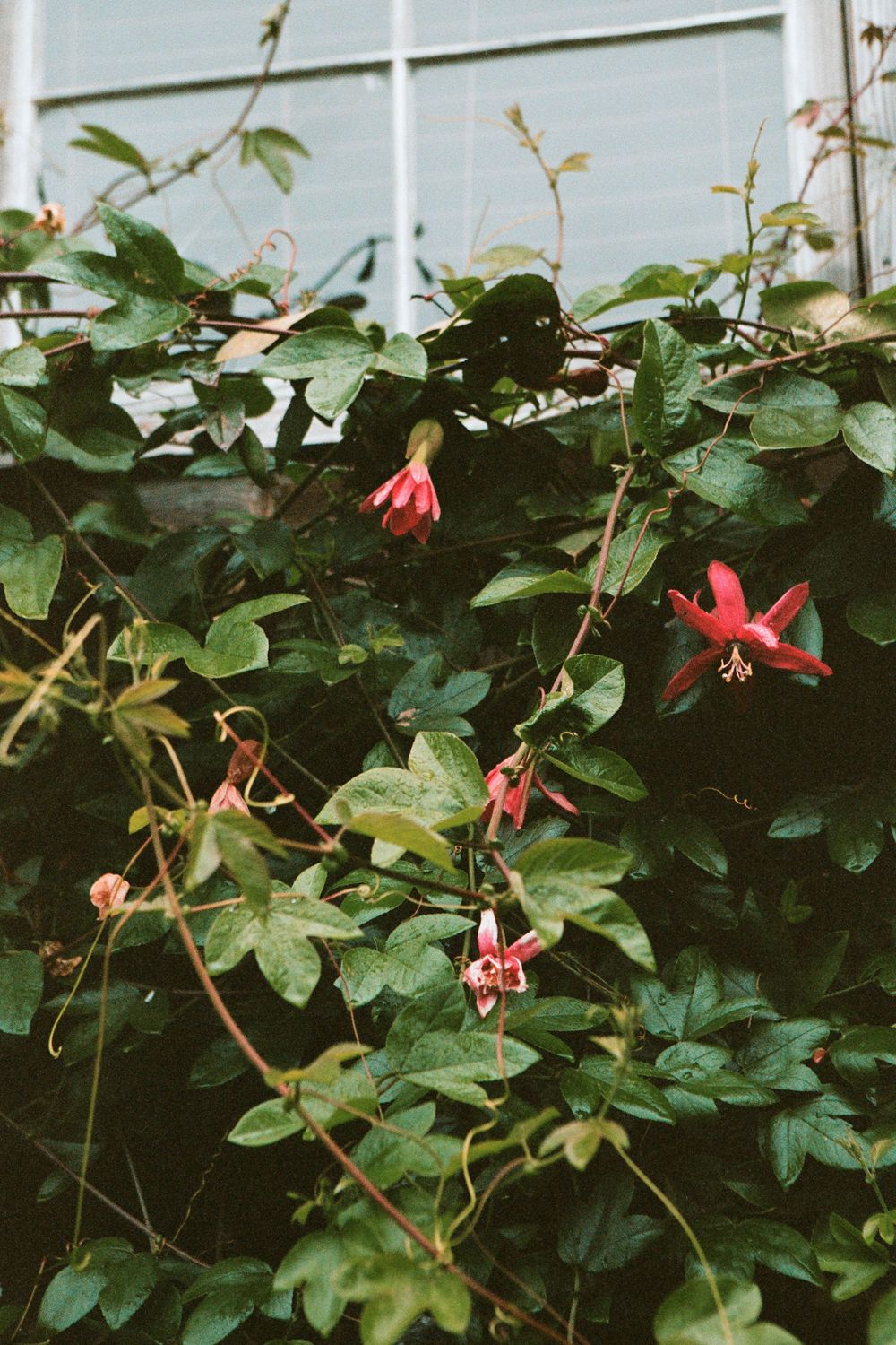 Red fuchsia flowers blooming against pale blue wall with climbing vines and green foliage.