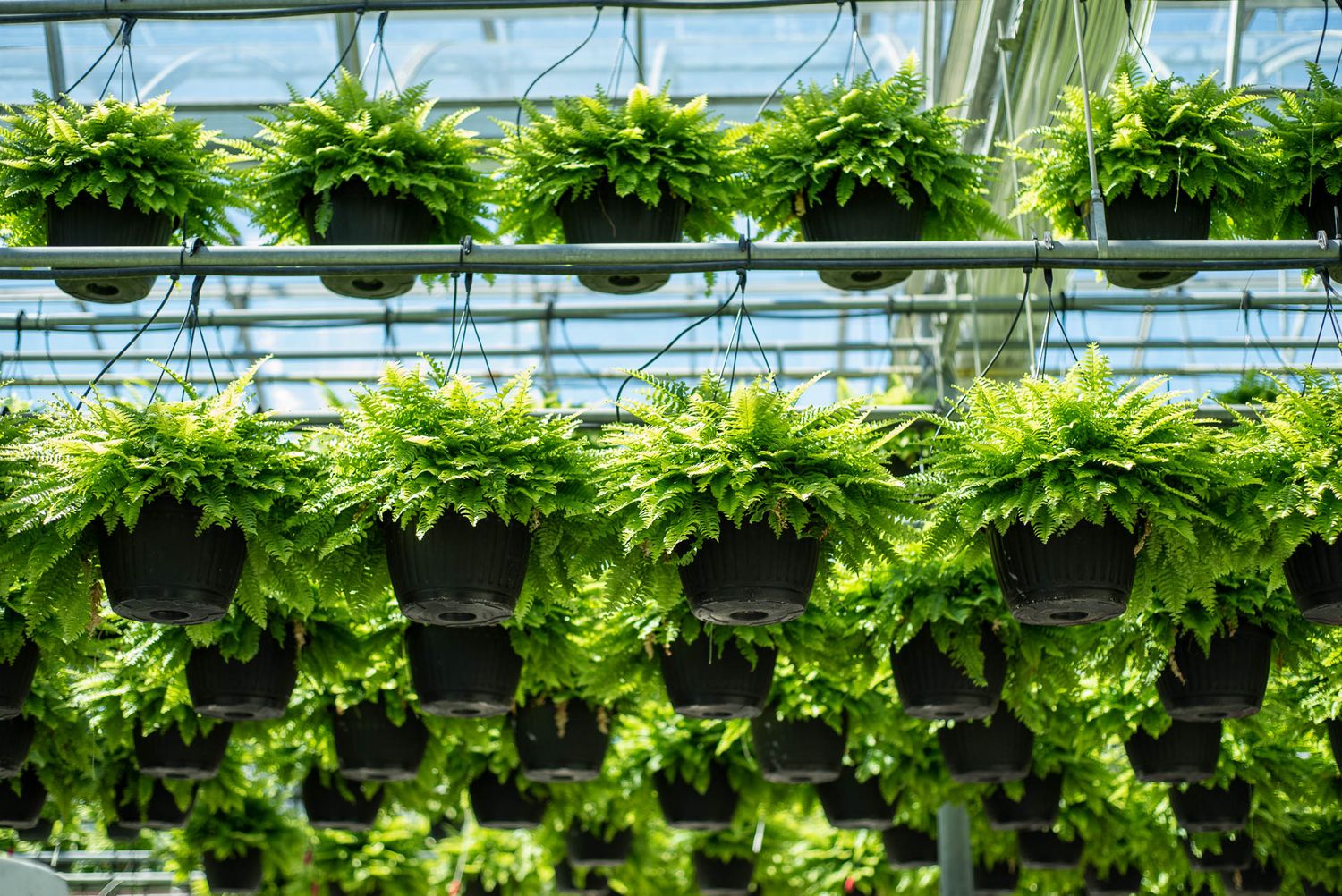 Rows of bright green ferns growing in hanging baskets inside Bradford Greenhouse with natural light streaming through glass panels.
