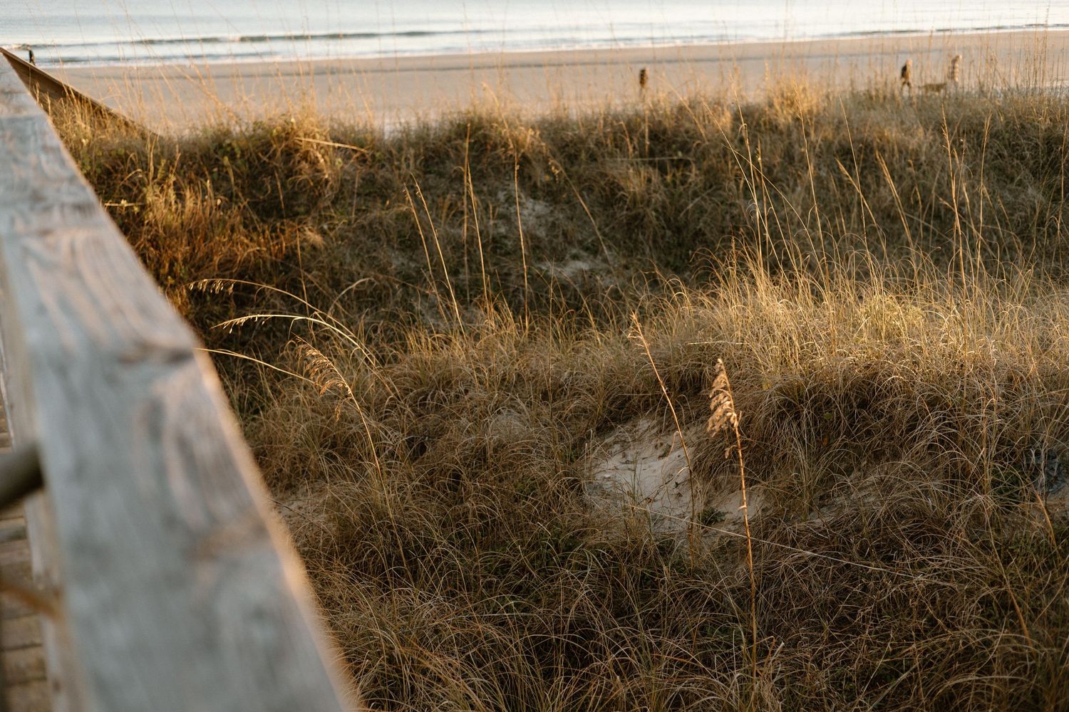 Wooden railing overlooking a beach with tall golden grass at sunset.