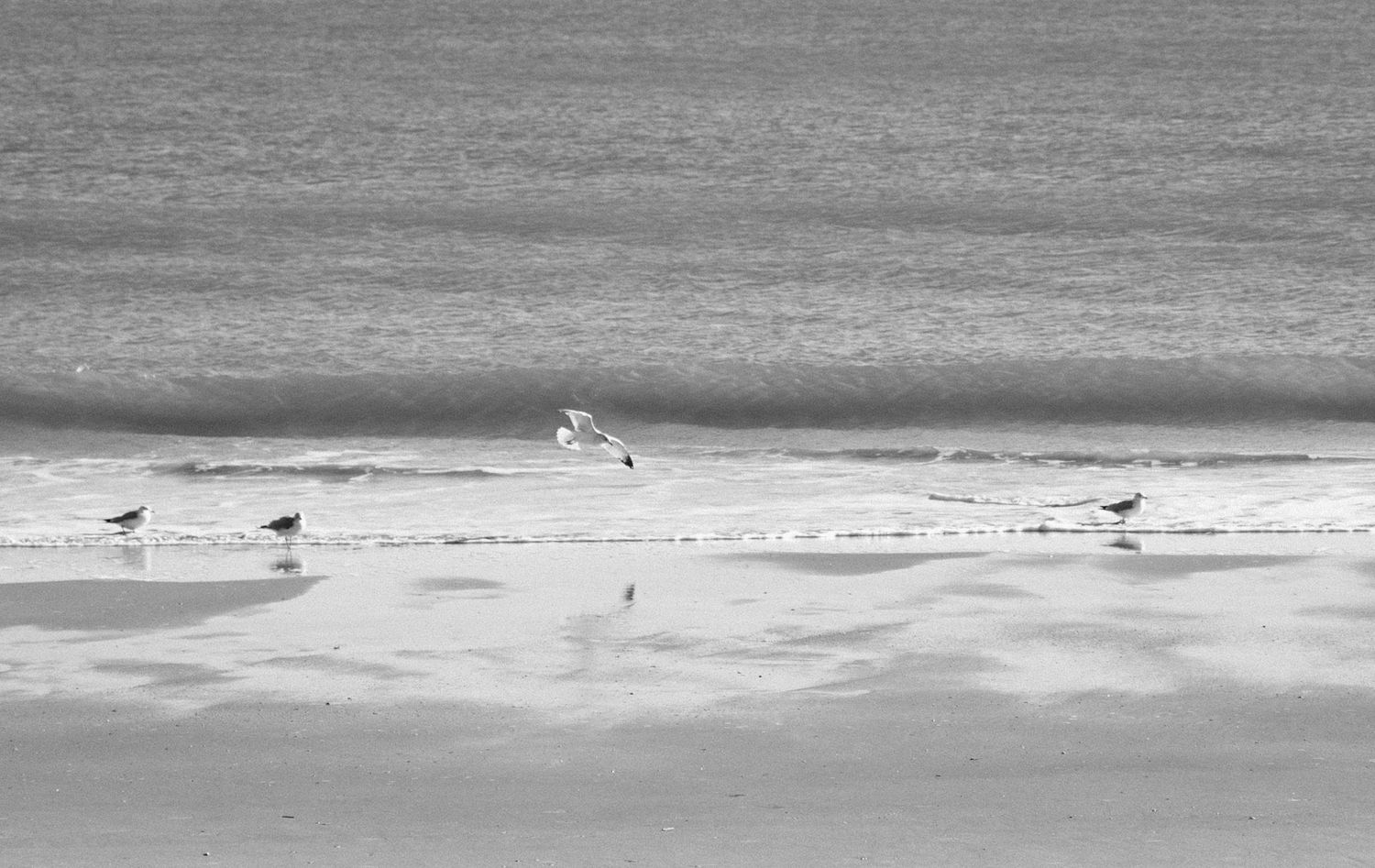 Sea birds wade along a foggy shoreline in black and white as gentle waves roll onto the beach.