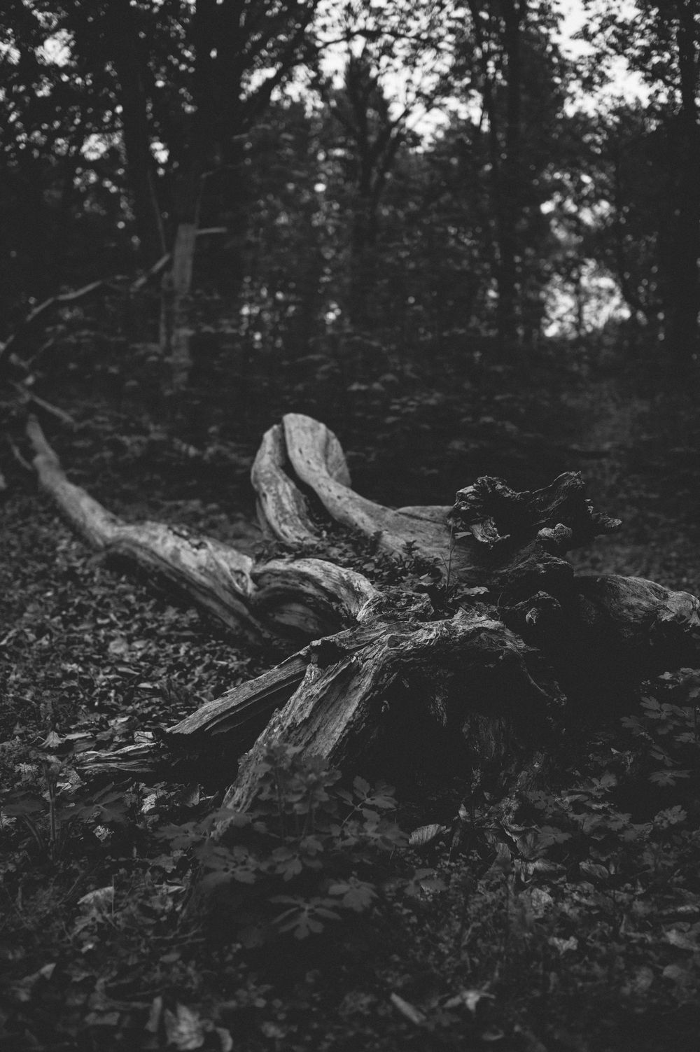 Black and white photograph of a weathered fallen tree trunk in a dark forest setting with scattered leaves on the ground.