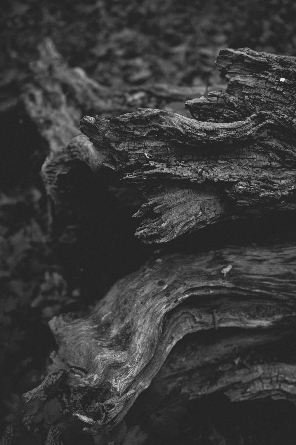 A detailed black and white macro photograph shows weathered wood texture with deep grooves and natural grain patterns.