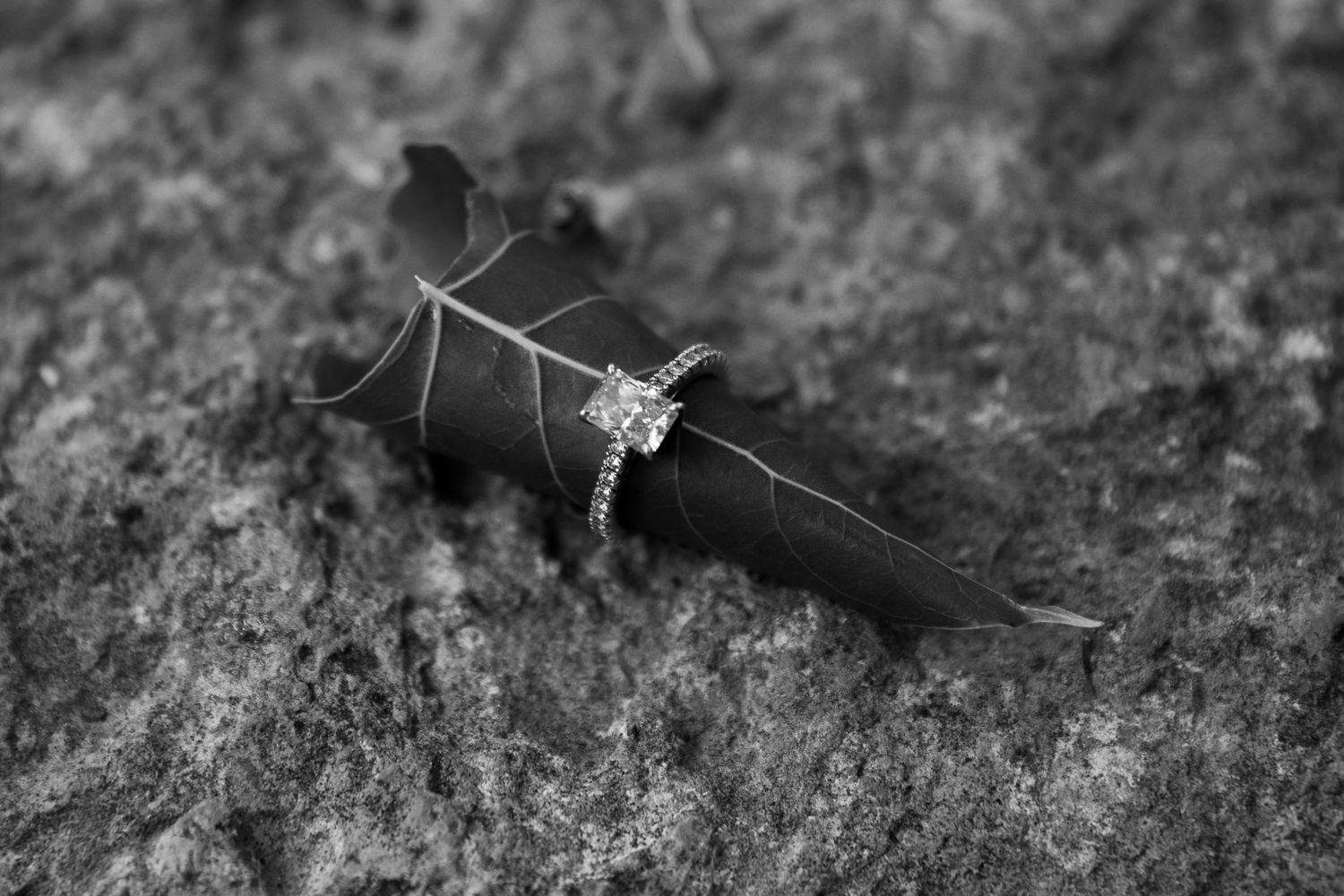 A black and white photograph of an engagement ring placed on a leaf against a textured background.