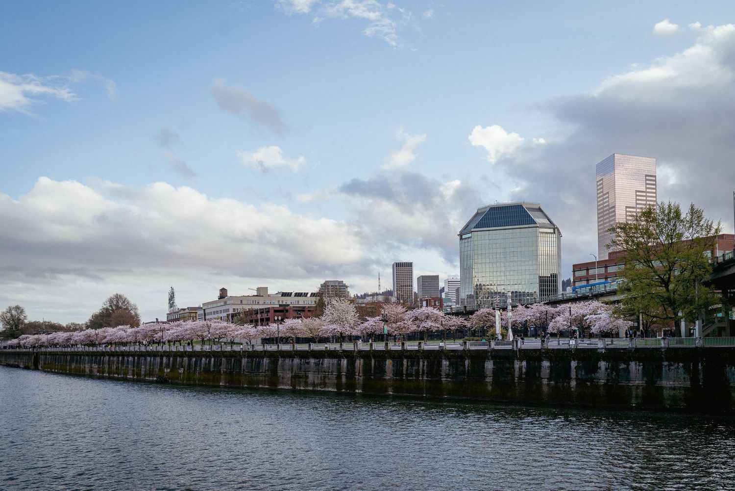 Spring view of Portland Waterfront with blooming cherry blossoms and Willamette River seen from Steel Bridge.