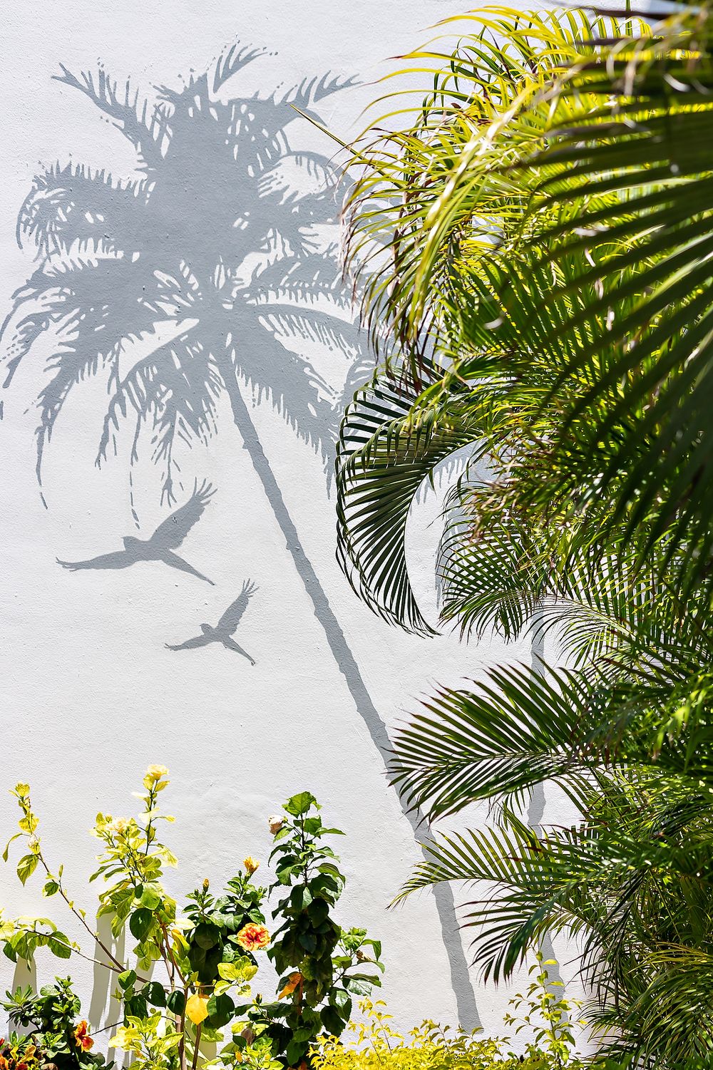 Palm fronds cast dramatic shadows against a white wall with silhouettes of palm trees and birds.