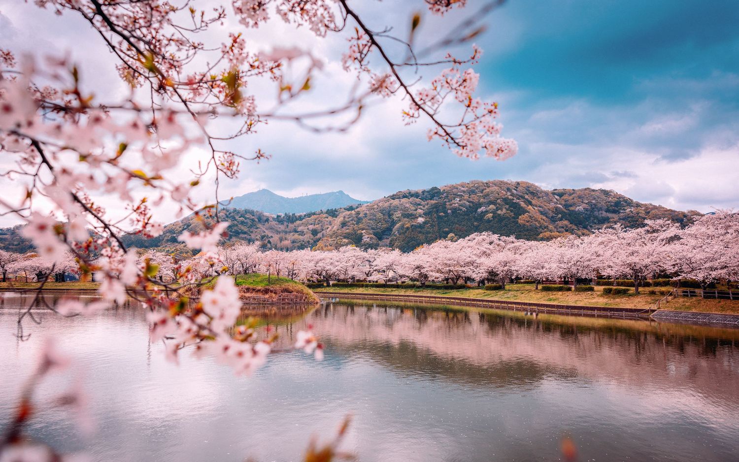 Cherry blossoms frame a serene mountain lake landscape under blue skies.