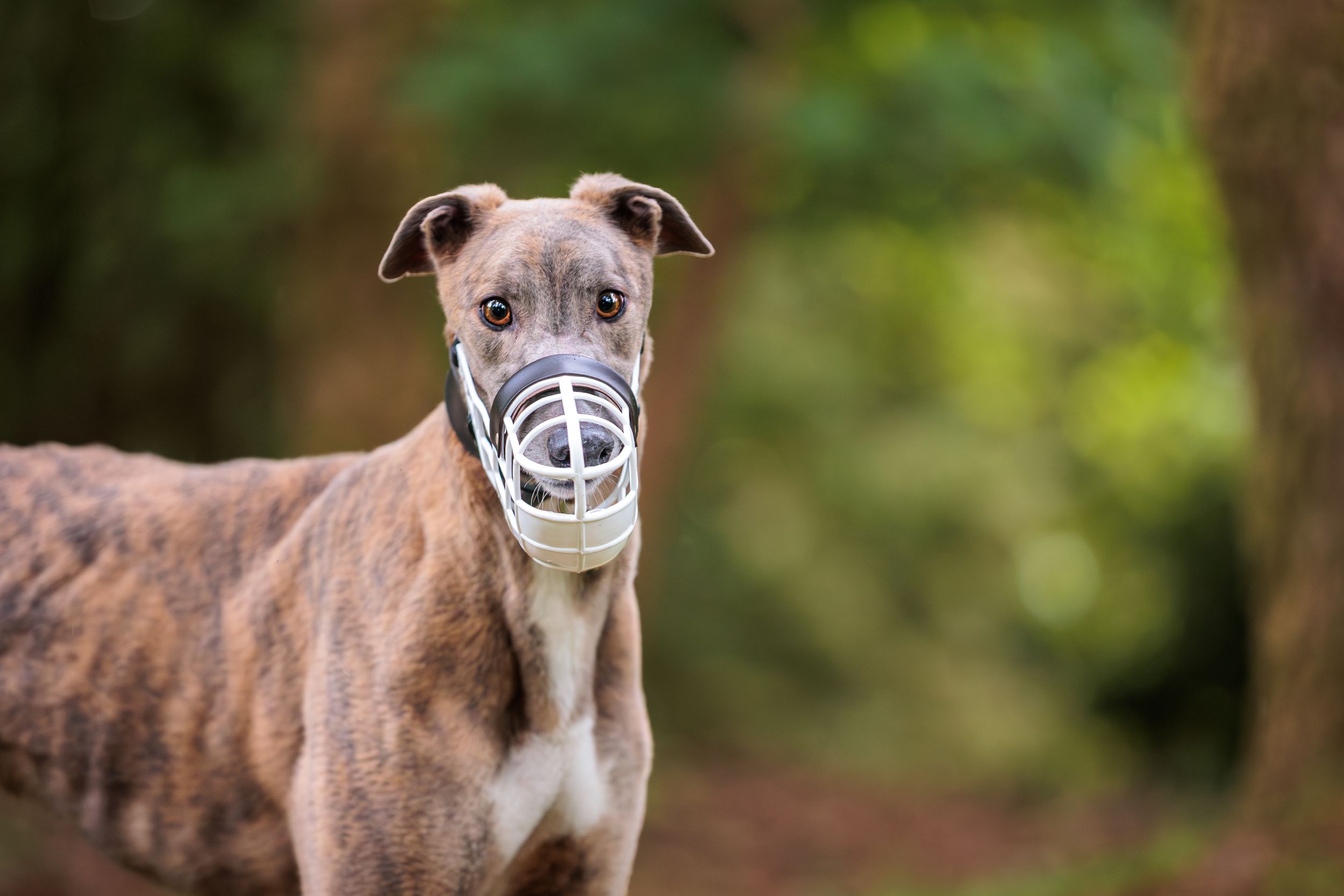 A brown and white Italian Greyhound dog poses outdoors in a lush natural setting with bokeh background effect.