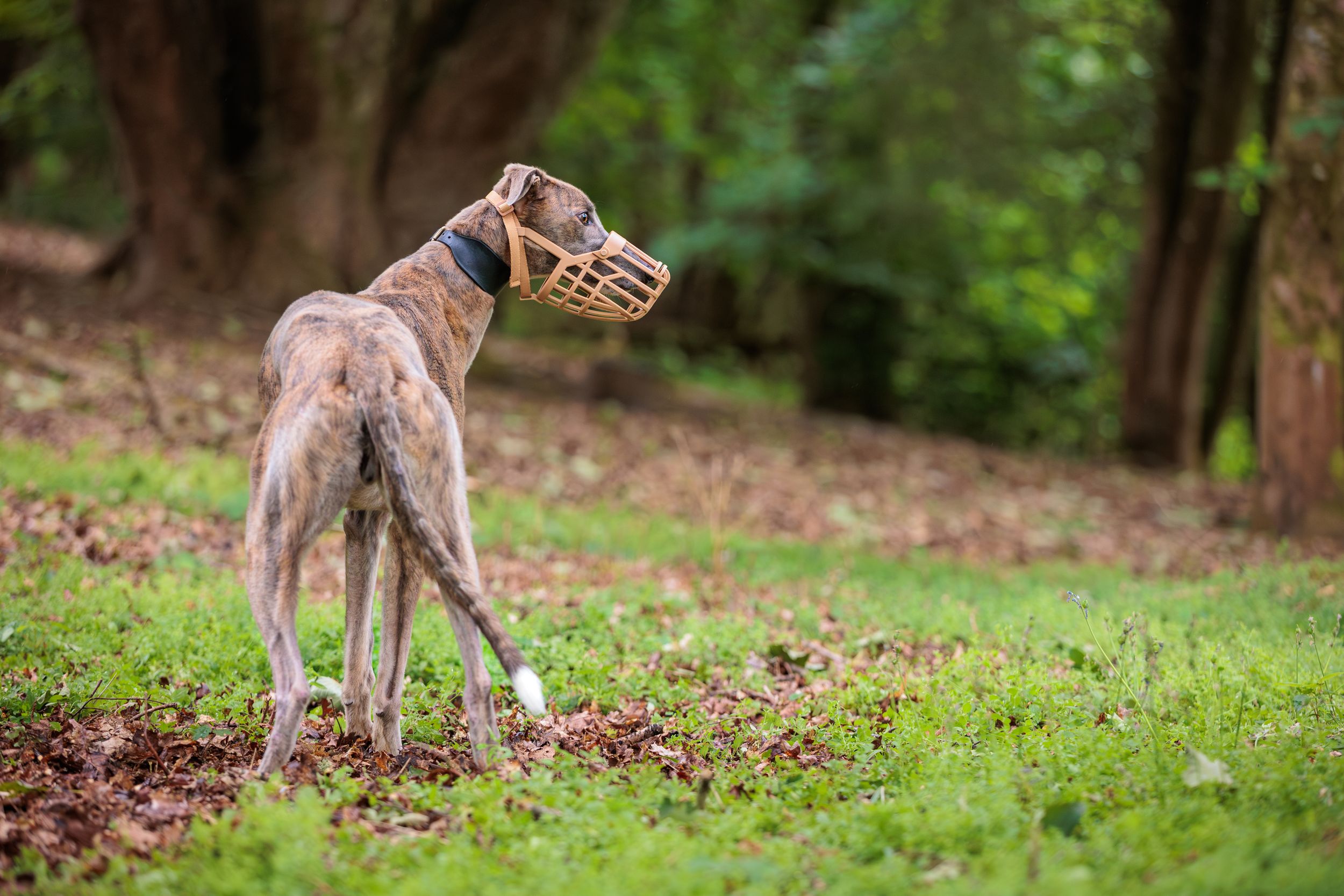 A brown and white whippet dog wearing a muzzle stands on grass in a wooded outdoor setting.
