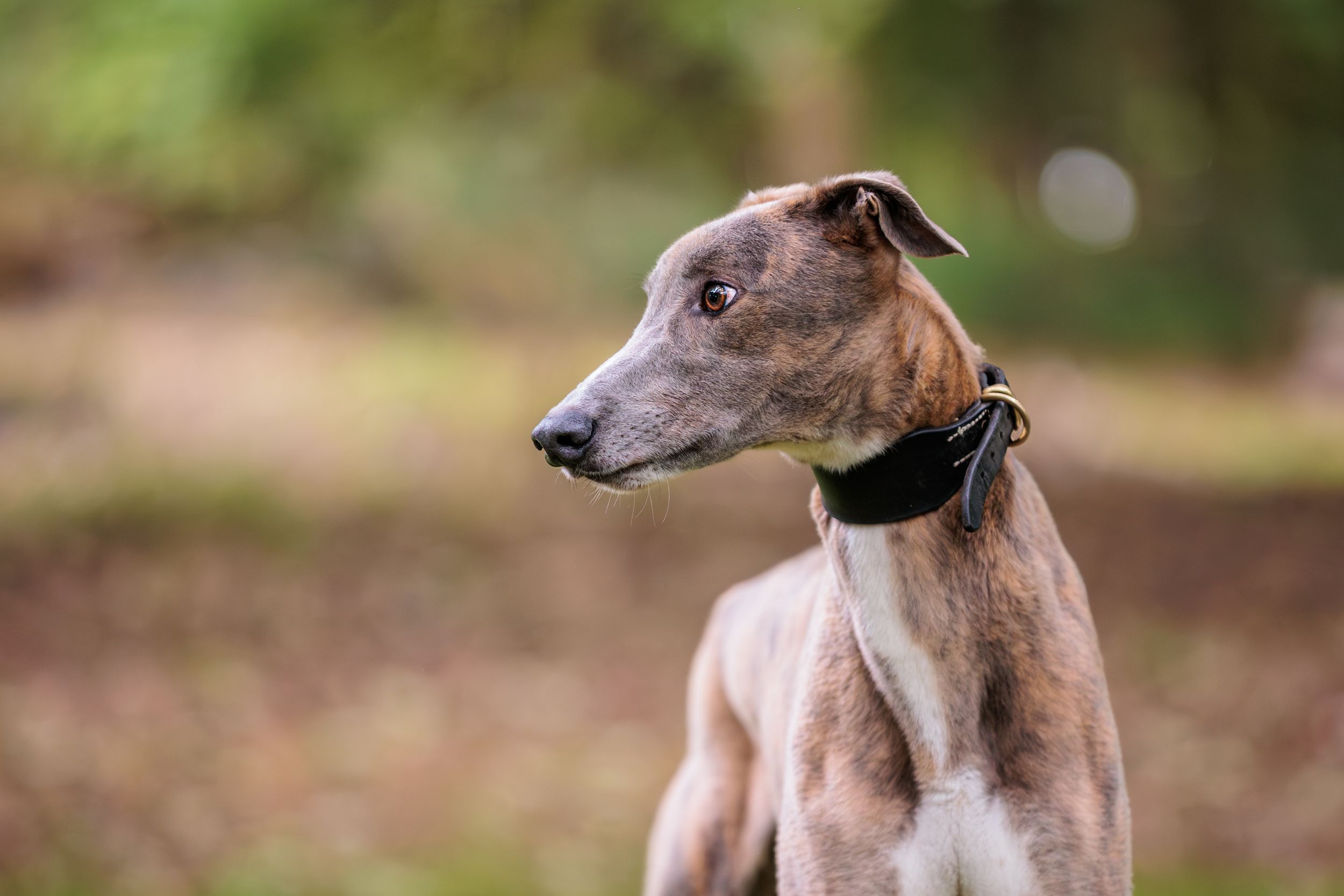 A graceful greyhound dog photographed in profile view during an outdoor photoshoot.
