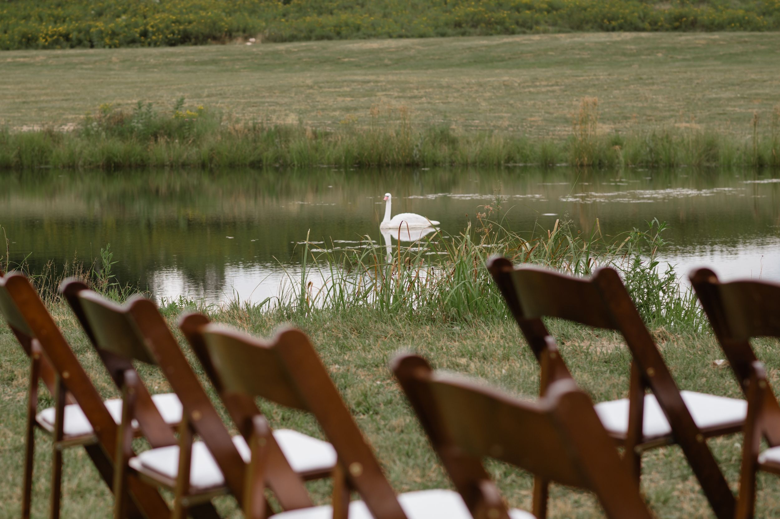 White swan swimming in a pond with empty wooden folding chairs lined up in the foreground.