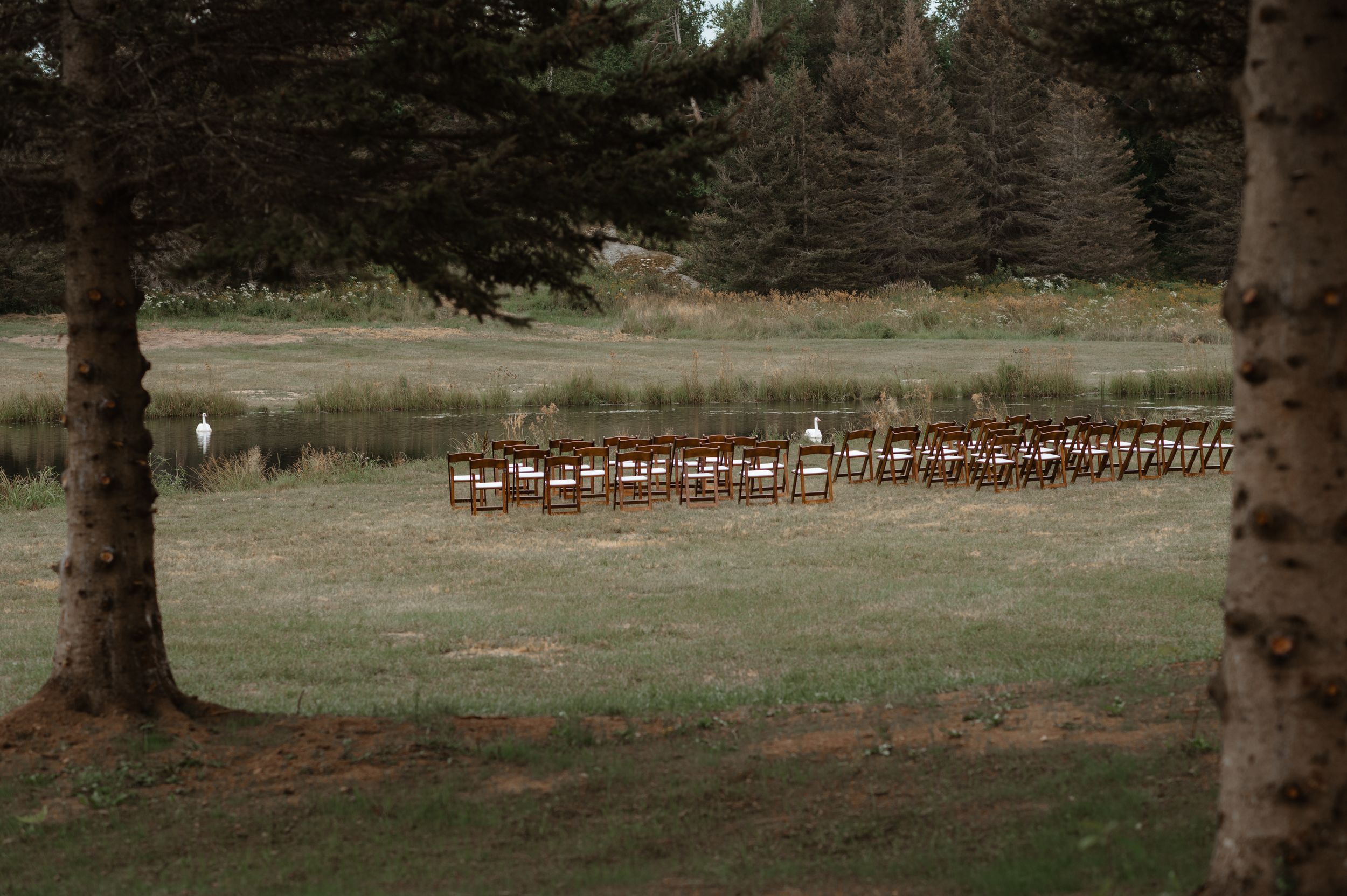 Rustic wooden chairs set up in rows for an outdoor ceremony framed by birch trees and evergreens in a natural setting.