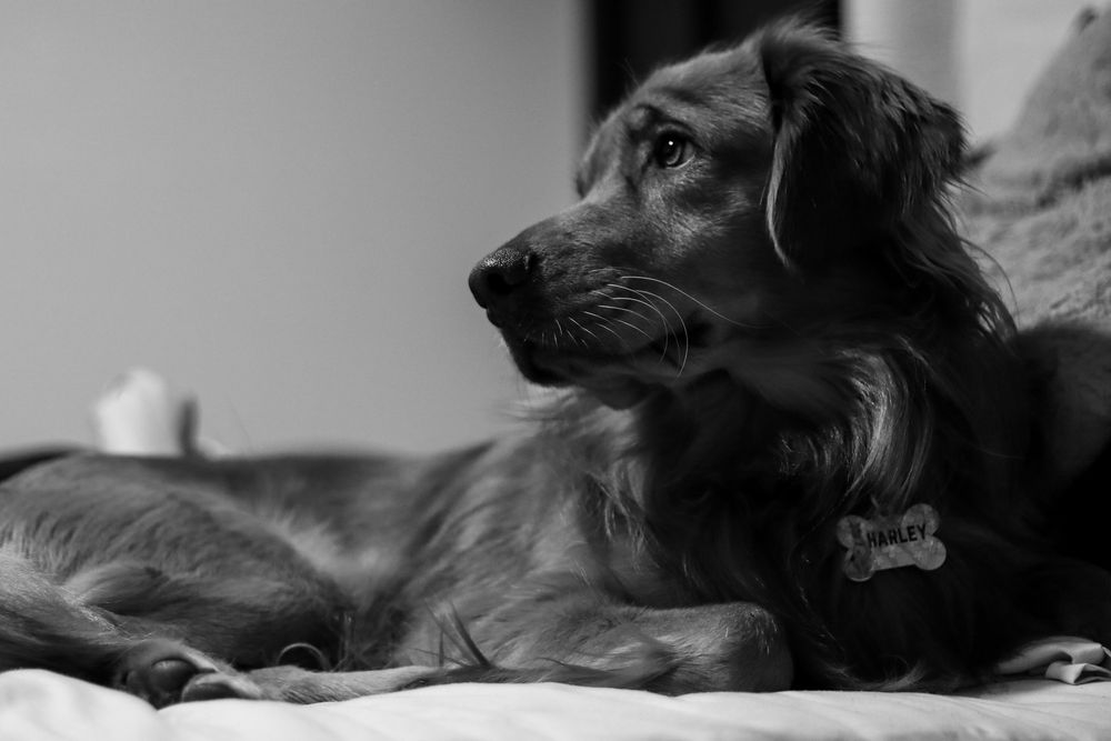 A black and white photo of a golden retriever