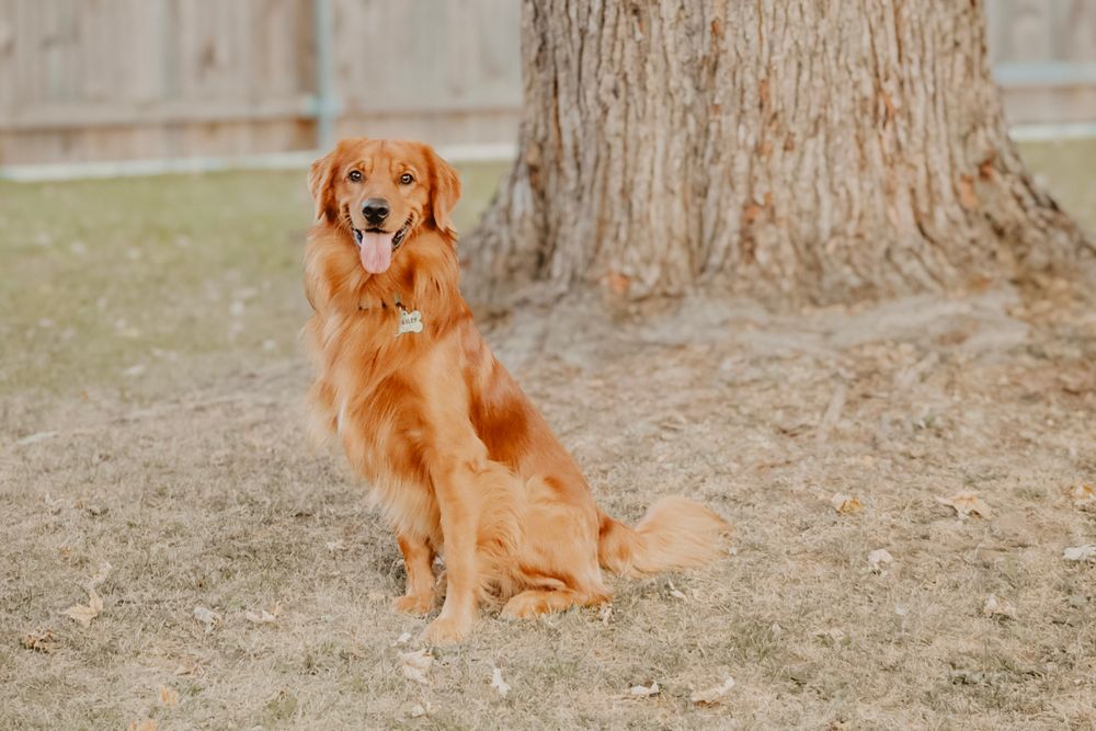 A red golden retriever