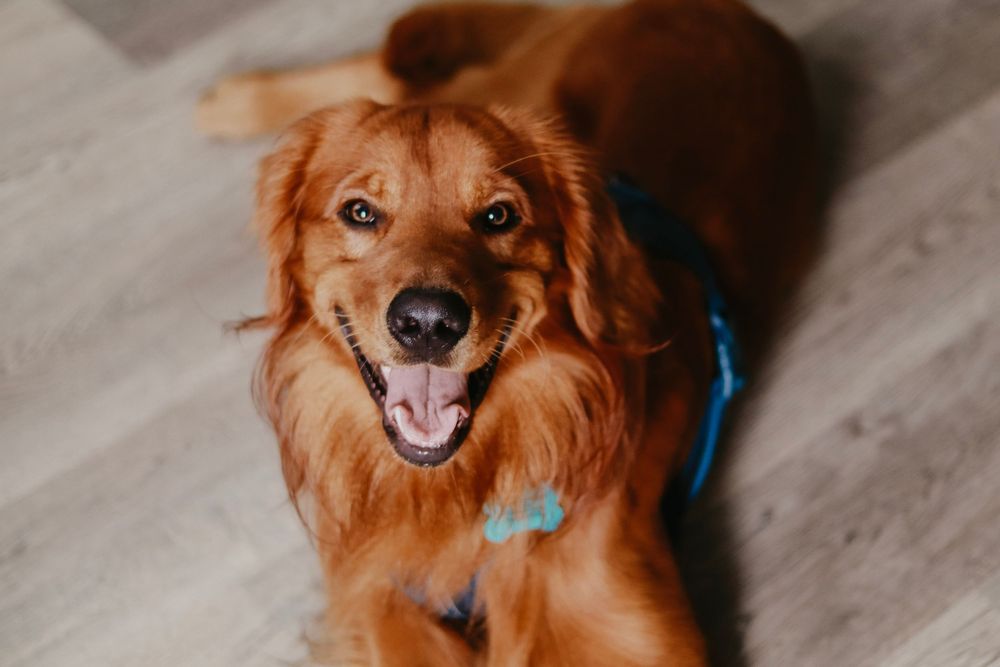 A red golden retriever