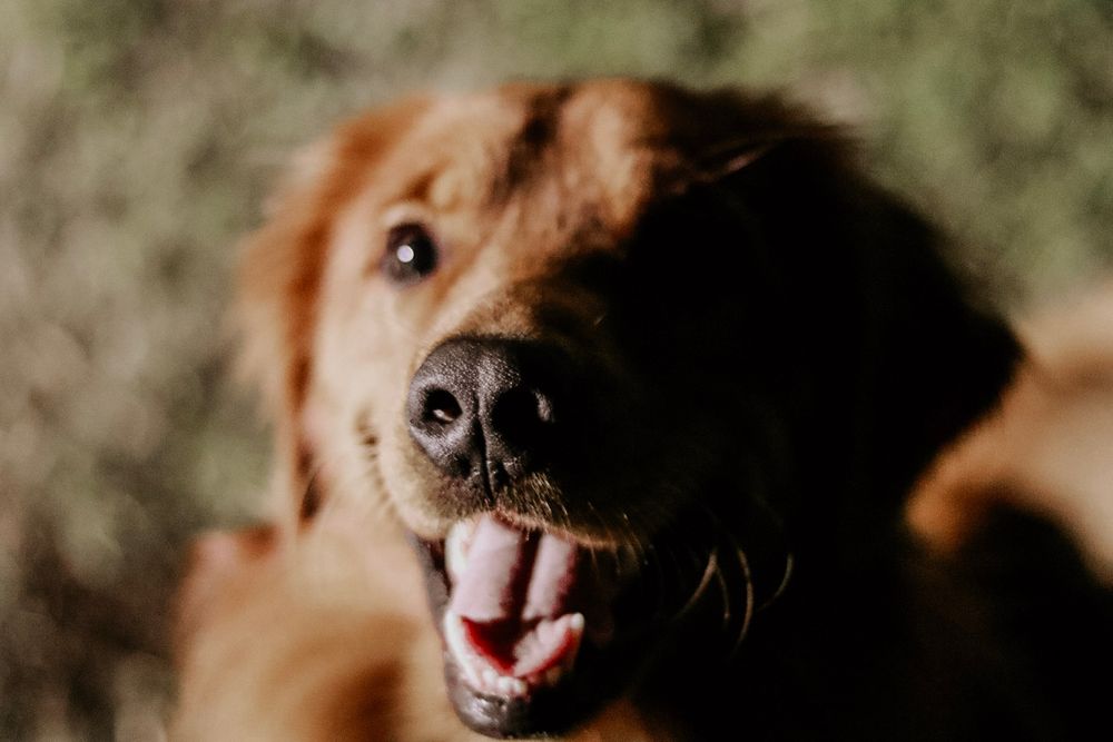 A red golden retriever